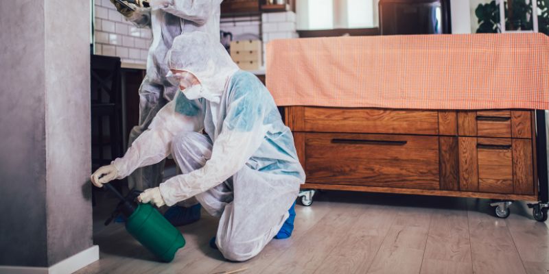 Dedetização em Apartamento Como Funciona em Brasília: Confira 4 Passos